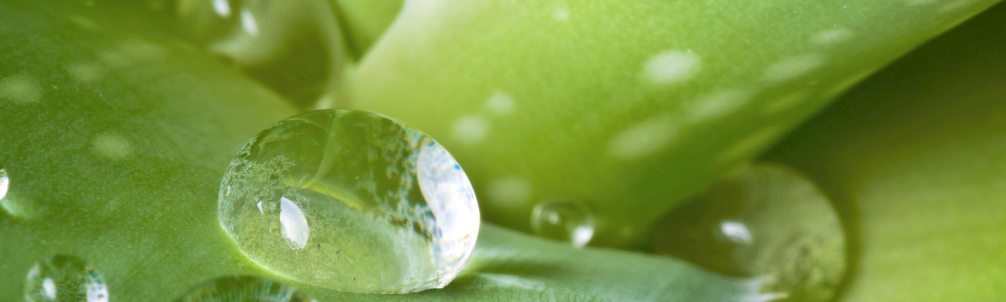 aloe vera for the skin how to use this miracle plant hero