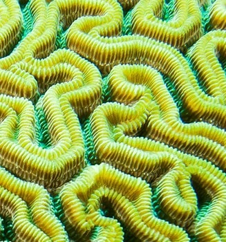seaweed your way to great skin article
